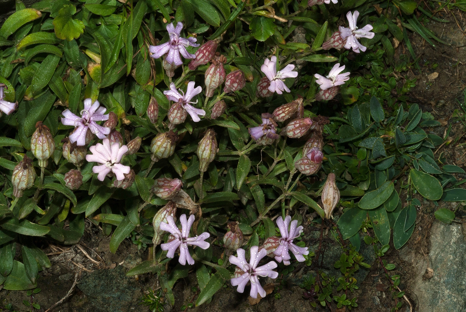 Photo Maurizio Broglio - Silene vallesia